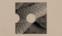 The Snake 2016 - Single