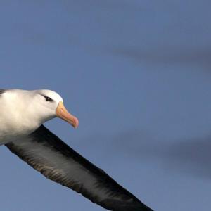 Dizzy Flying Albatross - Single