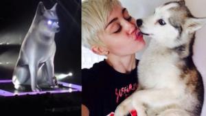 Miley Cyrus con il cane Floyd