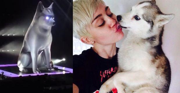 Miley Cyrus con il cane Floyd