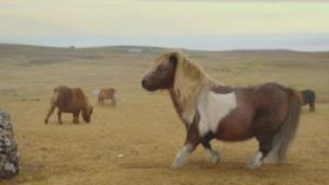 Il pony che balla come Michael Jackson nello spot della Tre