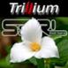 Trillium (feat. Sara) - Single