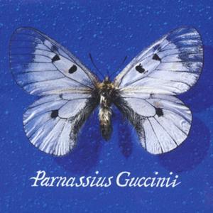 Parnassius Guccinii