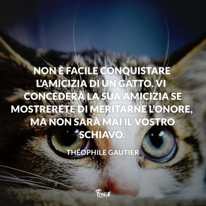 Frasi Sui Gatti