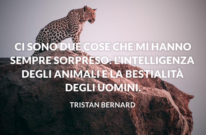 100 frasi belle sugli Animali