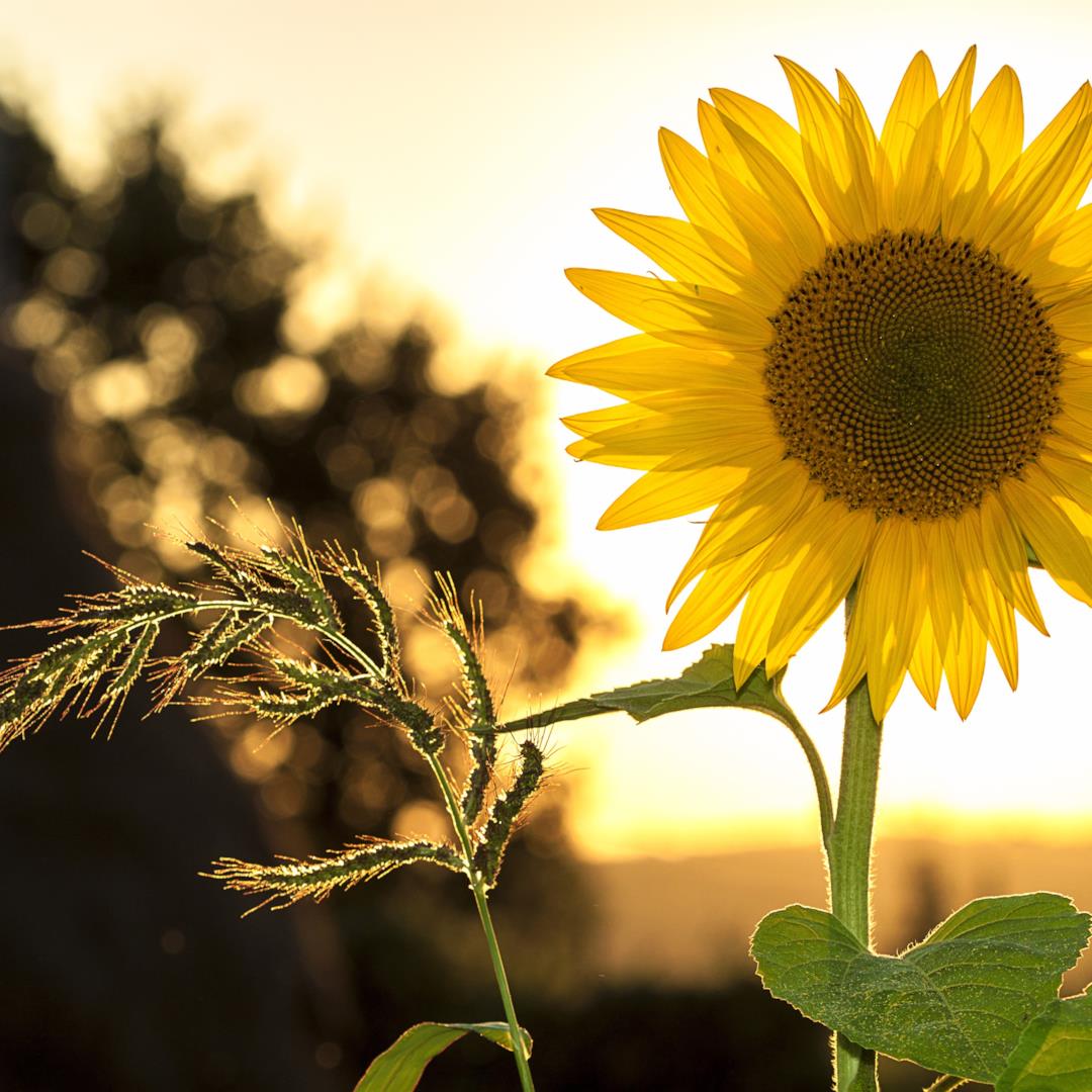 Le Frasi Sui Girasoli Piu Emozionanti Da Condividere Sui Social