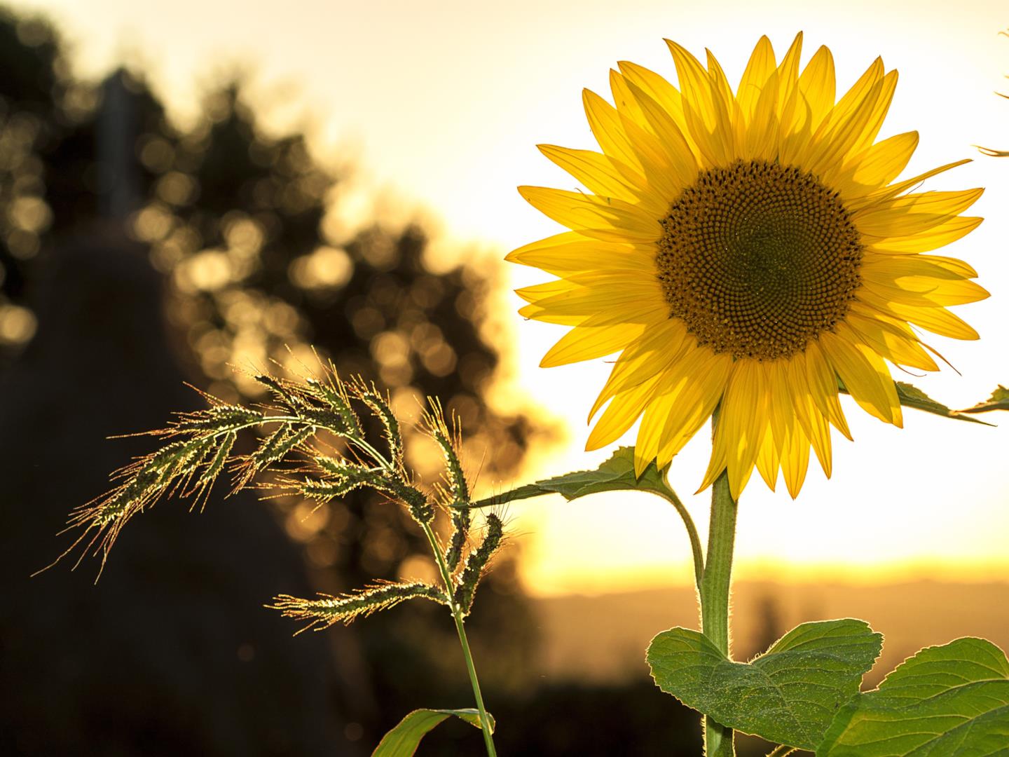 Le Frasi Sui Girasoli Piu Emozionanti Da Condividere Sui Social