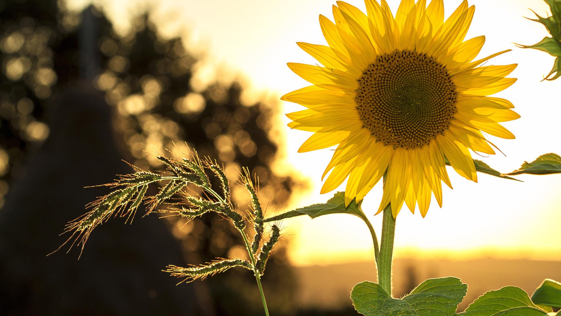 Le Frasi Piu Belle E Significative Sui Girasoli Da Condividere