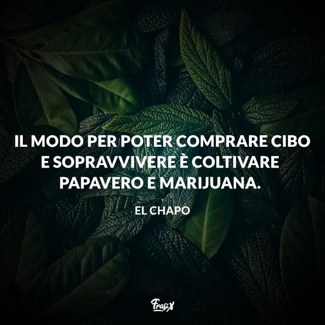 Frasi di El Chapo Il modo per poter comprare cibo e sopravvivere è coltivare papavero e marijuana.