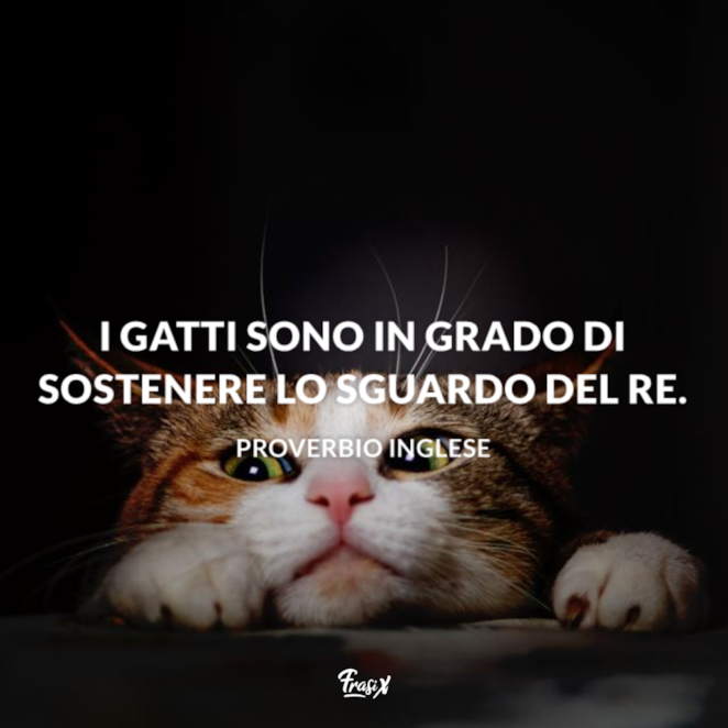 Frasi Citazioni Aforismi Proverbi Sui Gatti Le Migliori Da Condividere