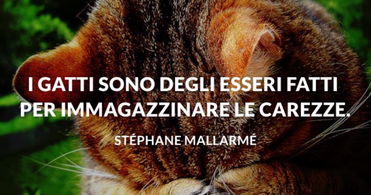 Frasi sui gatti Frasi sui gatti