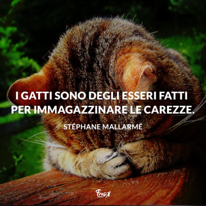 Frasi Sui Gatti