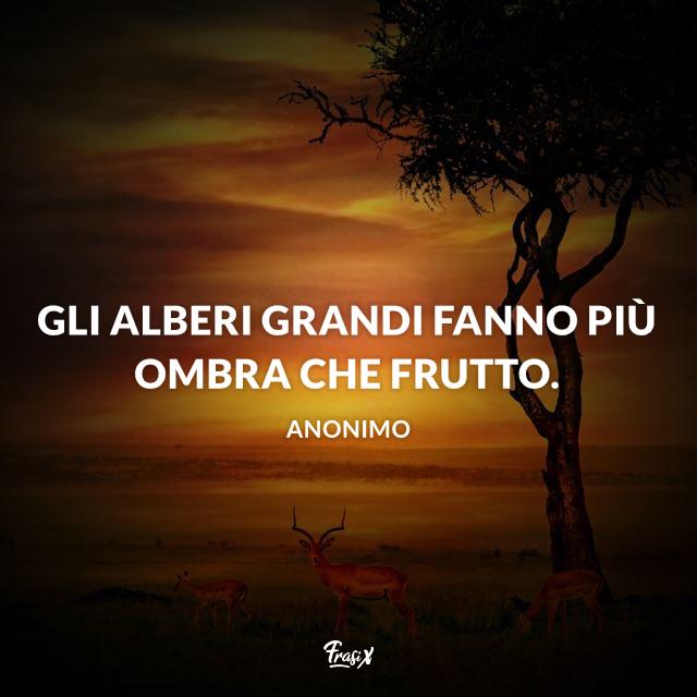 Frasi sulla natura Gli alberi grandi fanno più ombra che frutto.