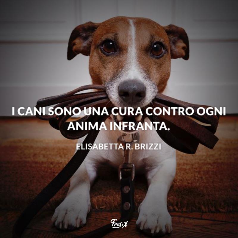 Aforismi sugli animali cane elisabetta r. brizzi Immagine con citazione elisabetta r. brizzi per aforismi sugli animali cane