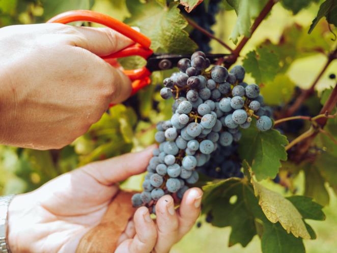 Le Frasi Sulla Vendemmia Piu Belle E Celebri Scritte Da Autori Vari