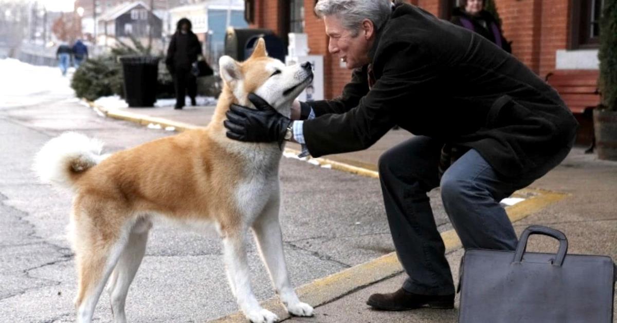 Che Razza è Il Cane Del Film Hachiko
