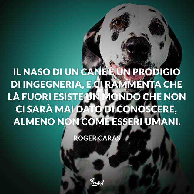 Frasi Sui Cani