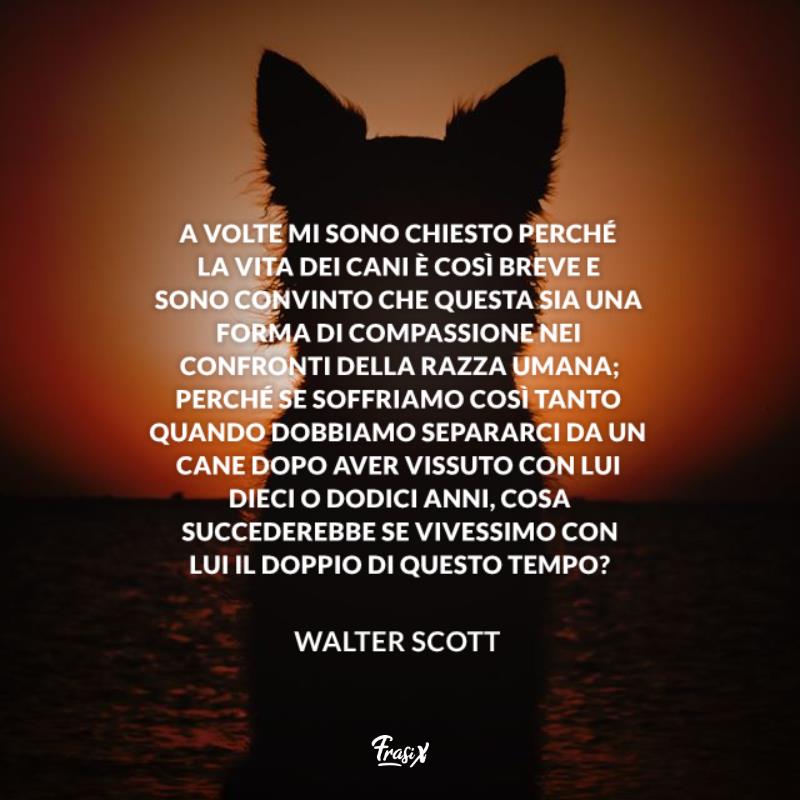 Frasi Dire Addio Al Proprio Gatto