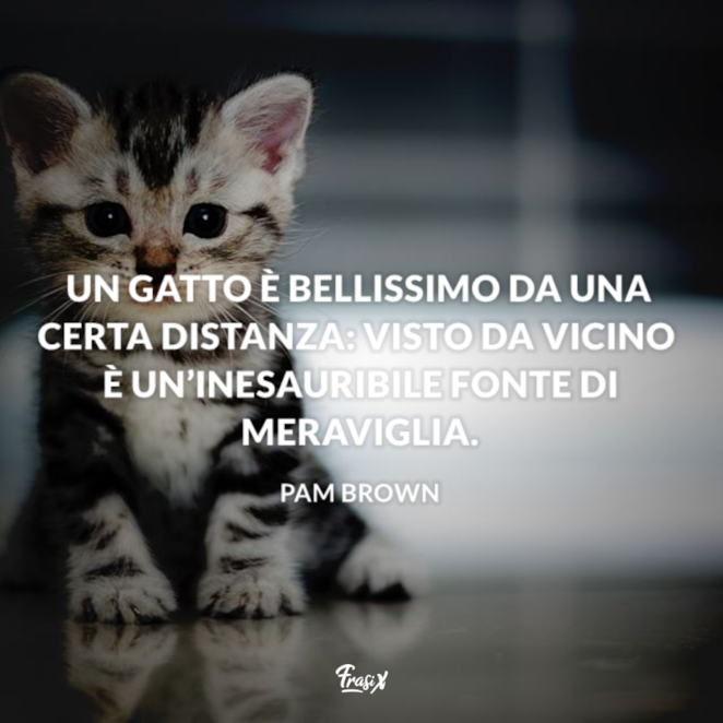 Frasi Citazioni Aforismi Proverbi Sui Gatti Le Migliori Da Condividere