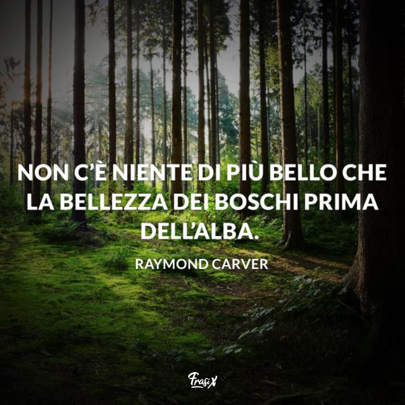 Frasi sul silenzio del bosco Carver Immagine con citazione Carver per frasi sul silenzio del bosco