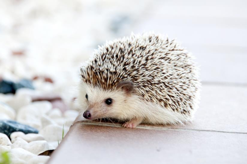Aforismi sugli animali Copertina aforismi sugli animali