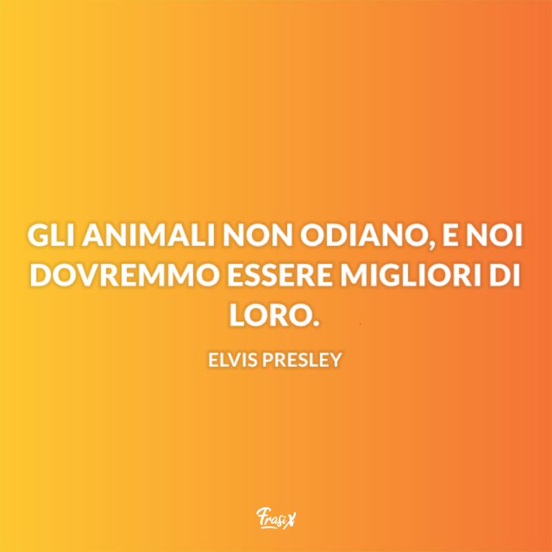Aforismi celebri sugli animali albert Immagine con citazione albert per aforismi celebri sugli animali