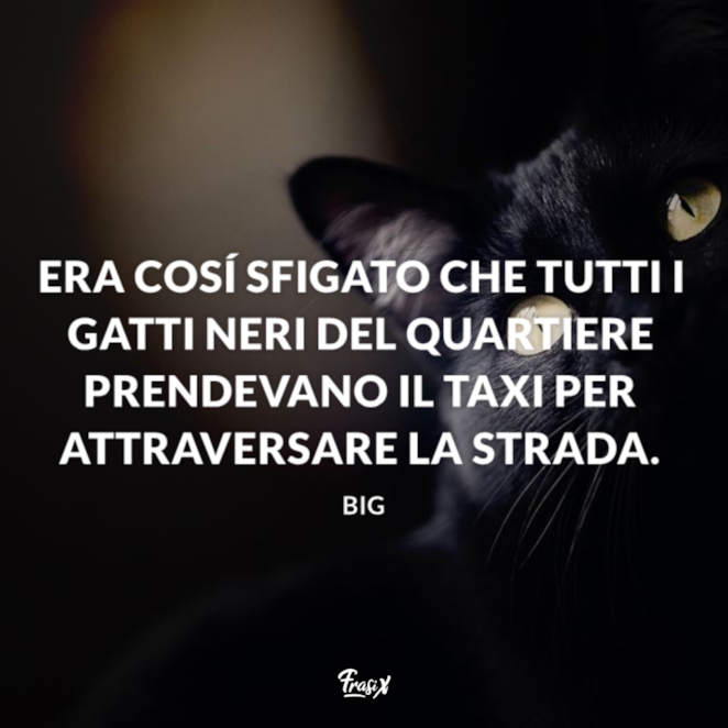 Frasi Sui Gatti