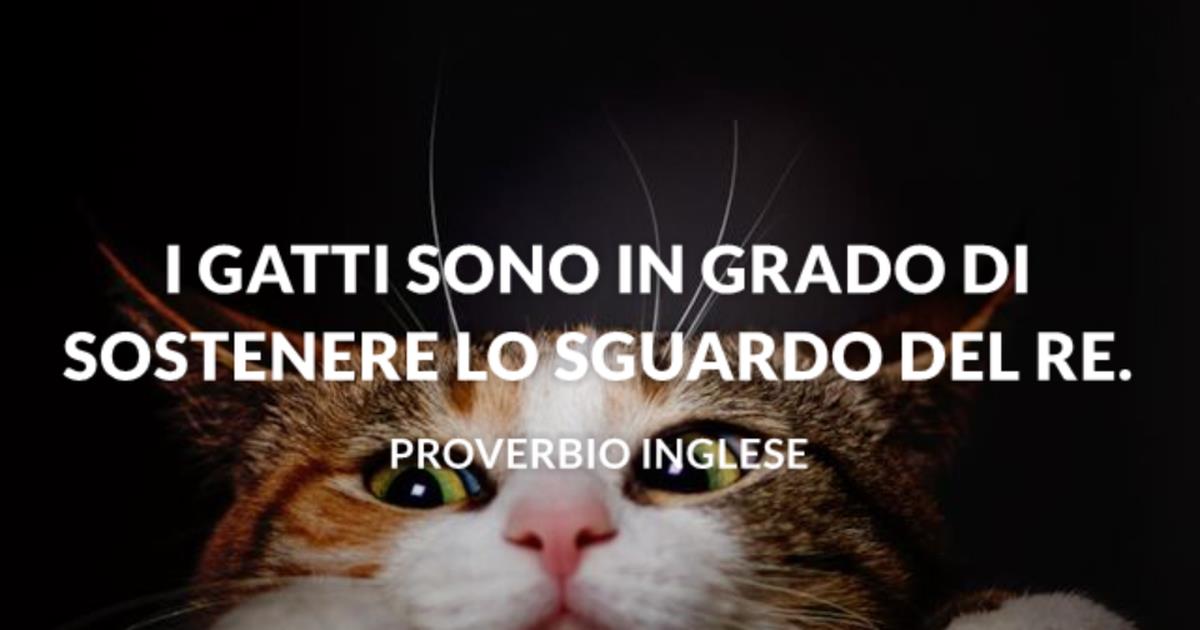 Frasi Sui Gatti