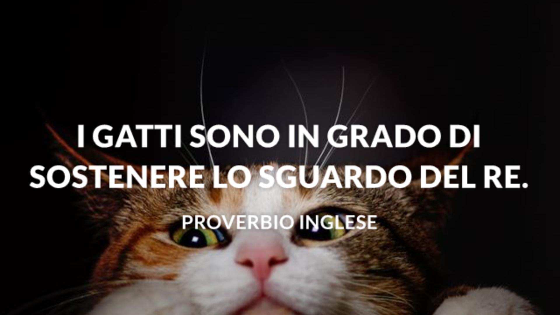 Frasi Sui Gatti