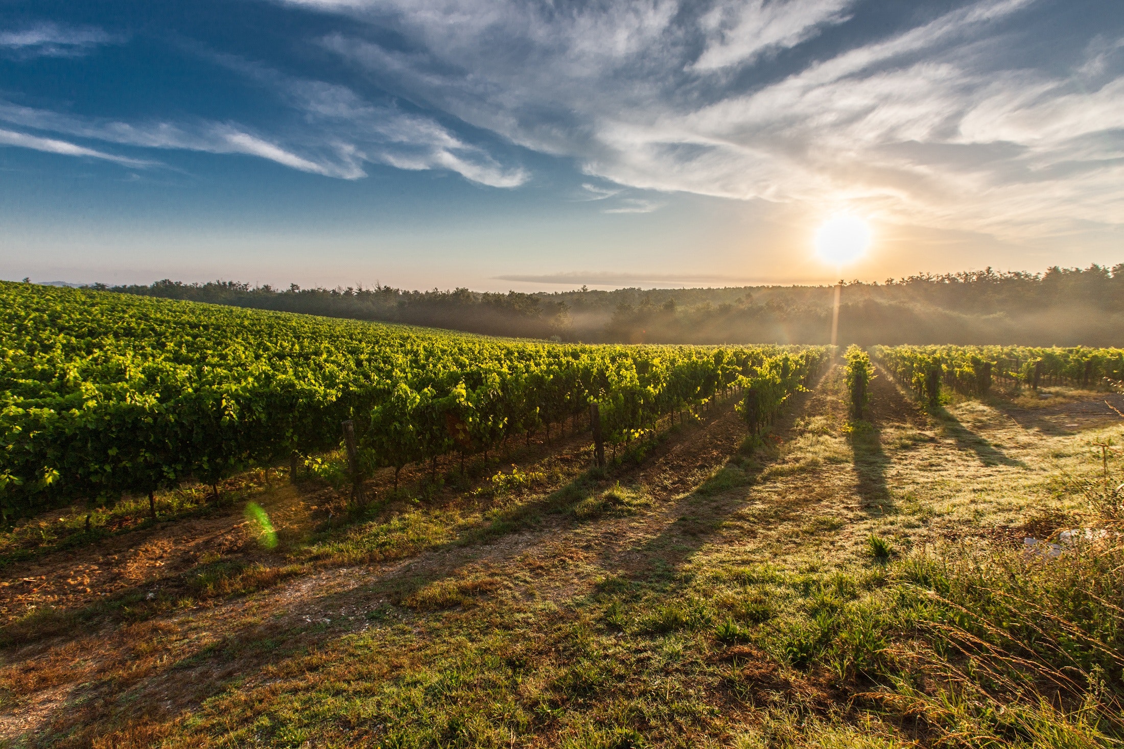 Le Frasi Sulla Vendemmia Piu Belle E Celebri Scritte Da Autori Vari