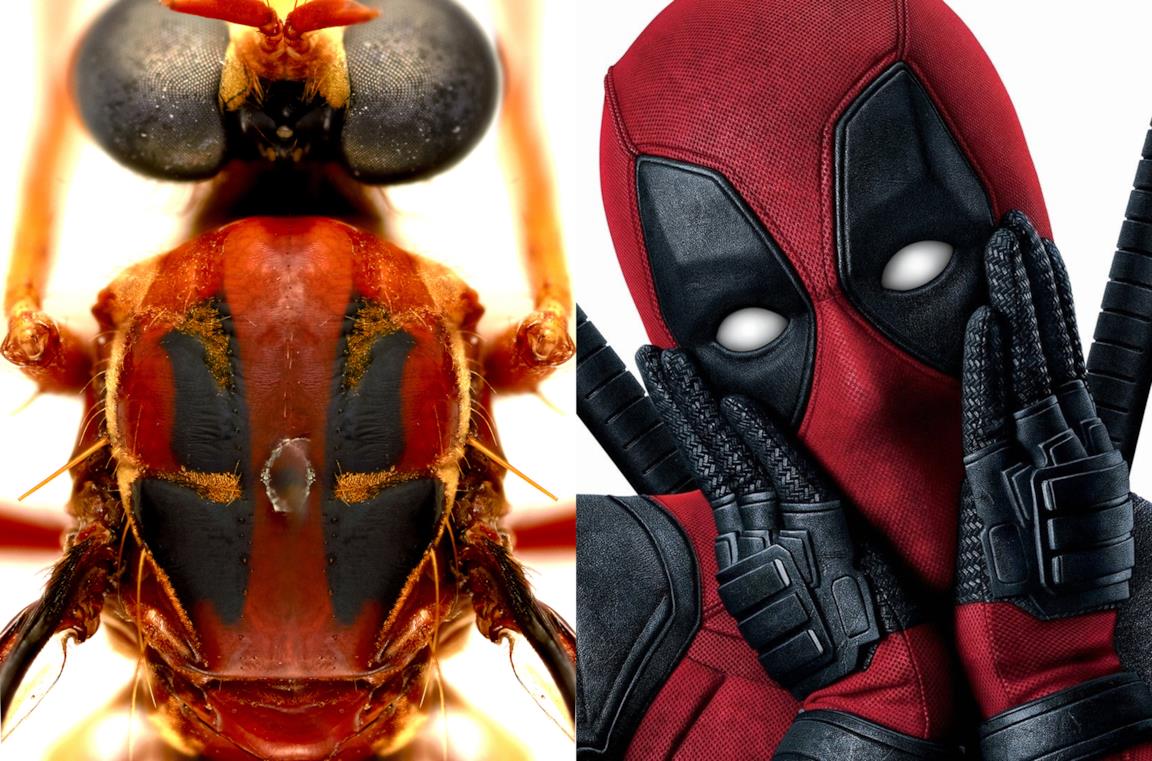 La mosca Humorolethalis sergius e Deadpool