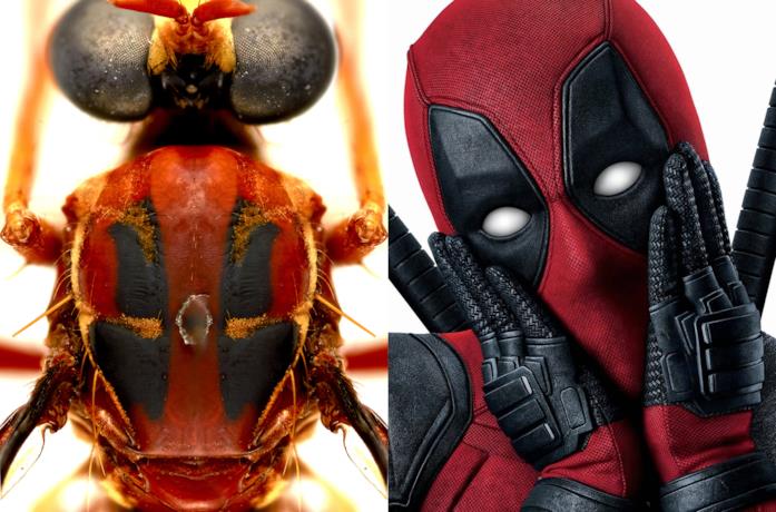 La mosca Humorolethalis sergius e Deadpool