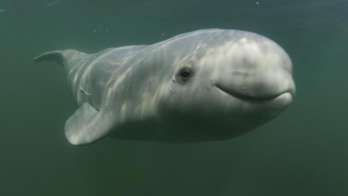 Una scena de I segreti delle balene Una beluga