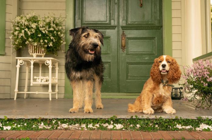 Lilli e il Vagabondo dal 12 novembre su Disney+ Il vagabondo Biagio e la cocker spaniel Lilli
