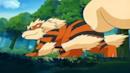 Anteprima A caccia di Arcanine