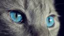 Anteprima Animali o compagni di vita?