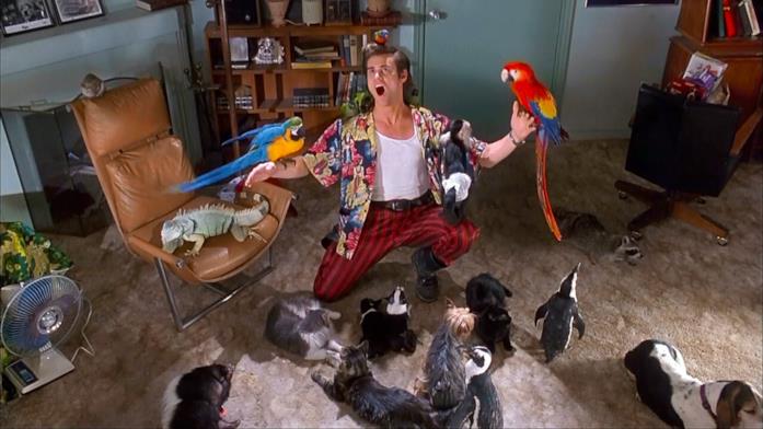 Jim Carrey è Ace Ventura Ace Ventura - L'acchiappanimali