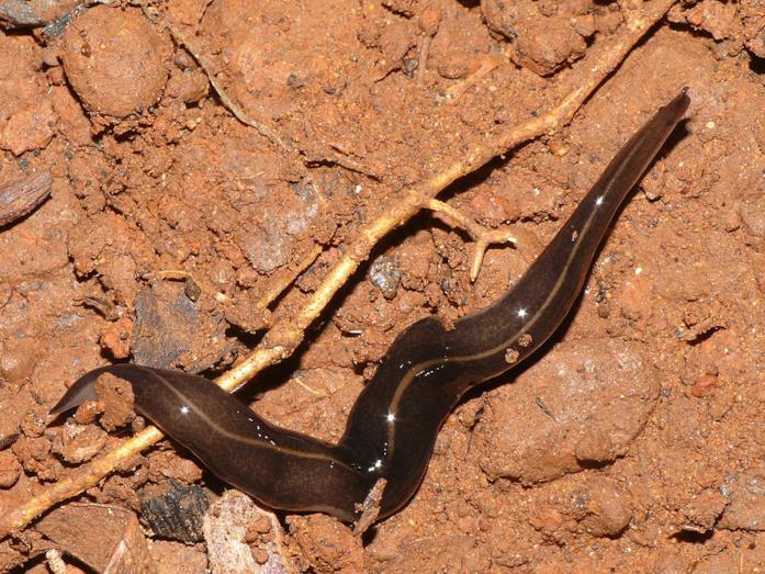 Platydemus manokwari, un verme pericoloso anche per l'uomo