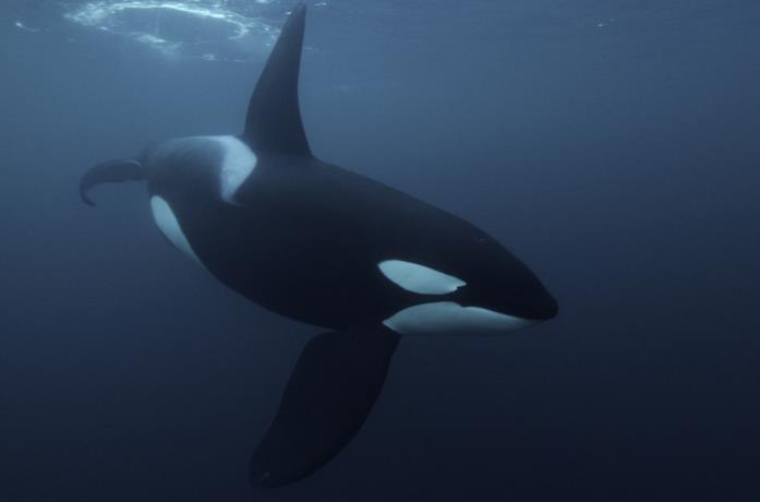 Un'orca nelle profondità dell'oceano Un'orca