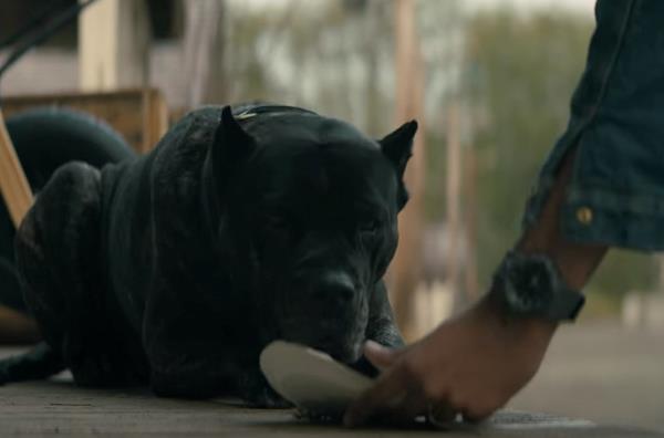 Pike, il cane amico di Joe L'amico a quattro zampe di Joe