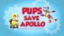 Anteprima I cuccioli salvano Apollo