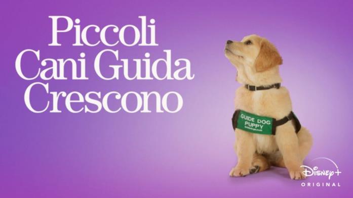 Piccoli cani guida crescono Piccoli cani guida crescono