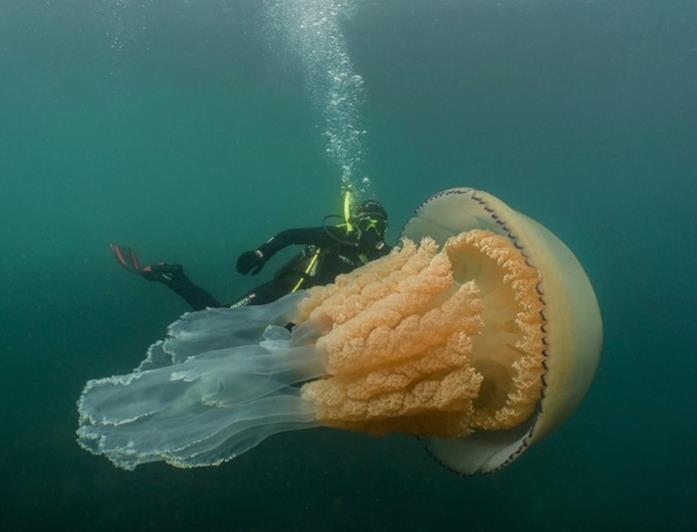 La biologa marina accanto all'enorme creatura