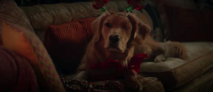 Hawkeye: i segreti del trailer Il cane di Kate