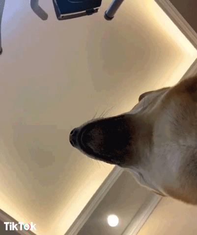 GIF cane GIF cane che dà una musata