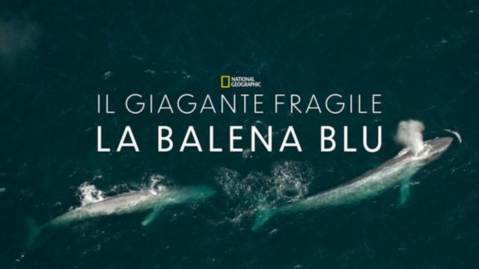 Il gigante fragile la balena blu Il gigante fragile la balena blu