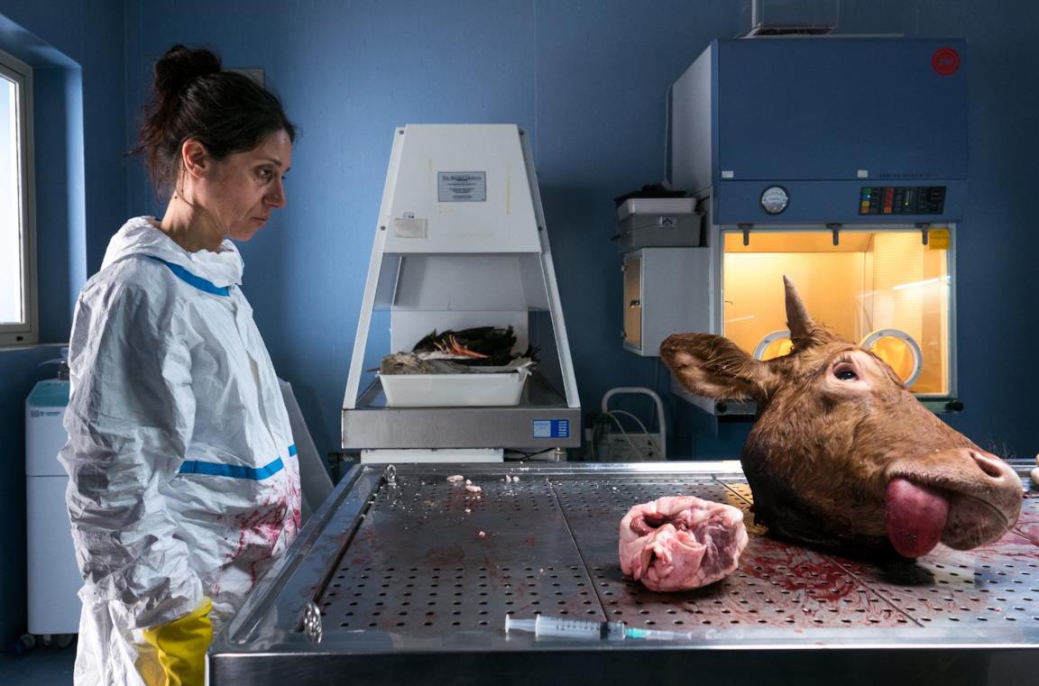 Donatella Finocchiaro osserva la testa di una mucca morta