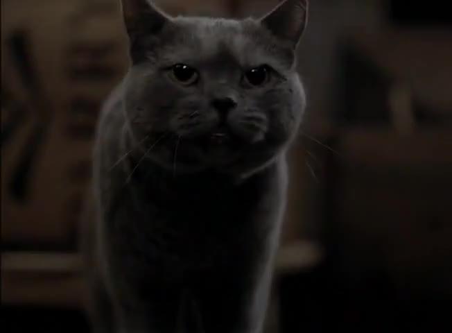 Smokey il gatto Il gatto Smokey