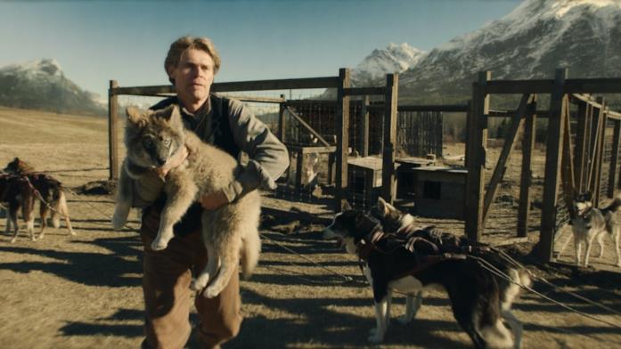 Togo, il cane che ha trasportato siero Togo è un cucciolo in alcuni flashback del film