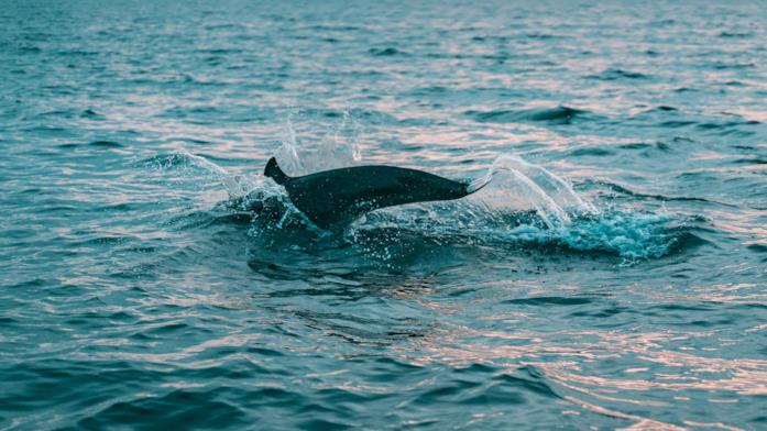 Delfino in mare